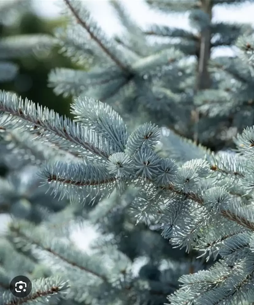 Větve ze stříbrné jedle k adventní výzdobě