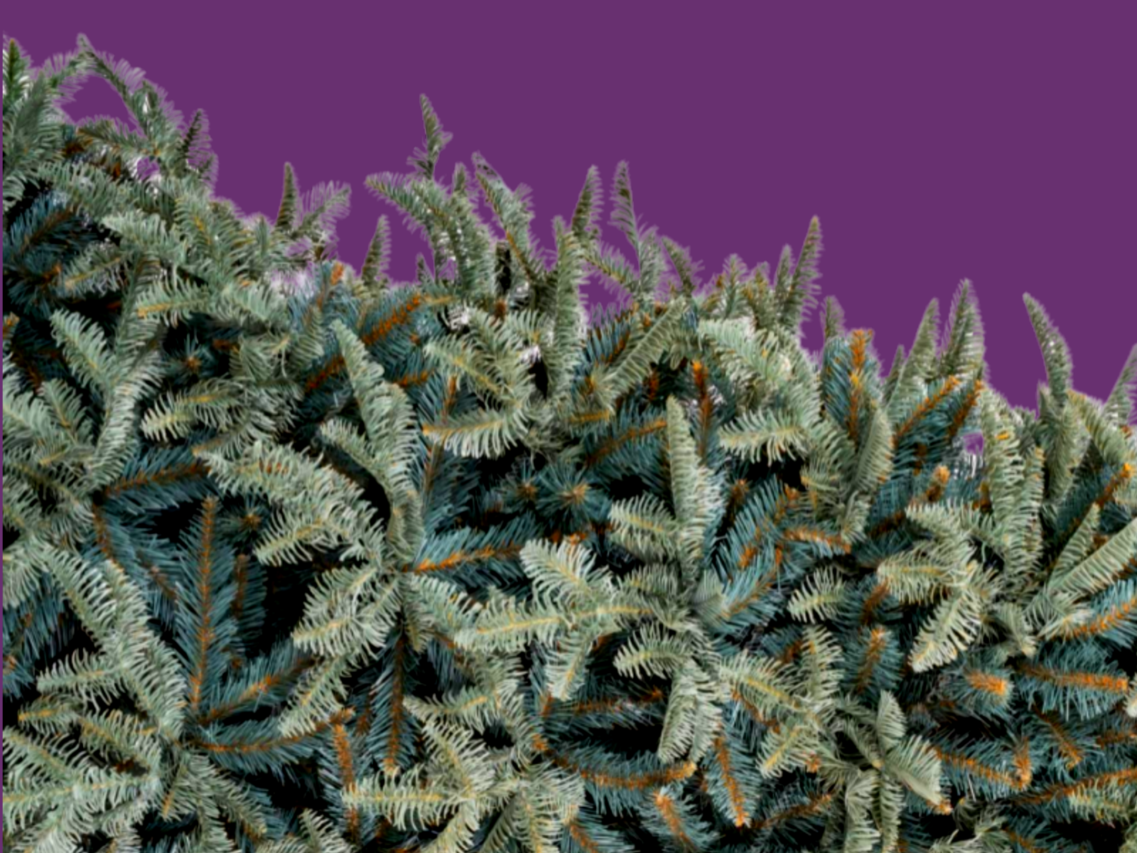 Větve ze stříbrné jedle k adventní výzdobě